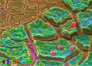 A nanofiltration system experienced fouling after changing their water source from surface water to well water and wanted to determine the cause. Through Chromatic Elemental Imaging (CEI), it was determined that the foulant material had an underlying layer of iron oxide and iron phosphate beneath a layer of manganese and calcium. Additionally, colloidal sulfur particles were identified above both foulant layers. From this analysis, the system reevaluated its pretreatment and was able to clean the elements in their system.
