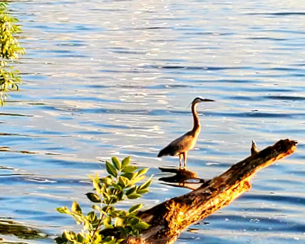 Paul-Young_Lake_2-1-scaled.jpg